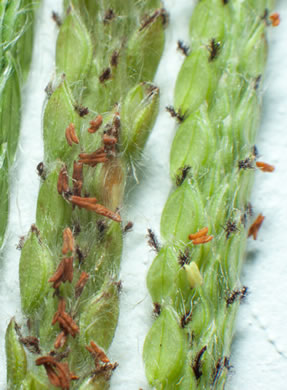 image of Paspalum urvillei, Vasey Grass