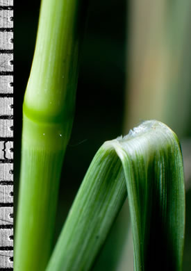 ligule