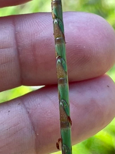 image of Mnesithea cylindrica, Carolina Jointgrass