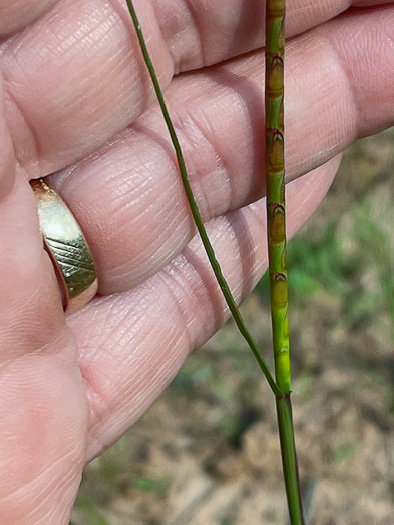 image of Mnesithea cylindrica, Carolina Jointgrass