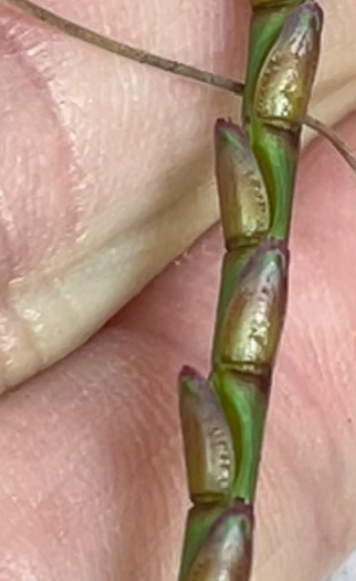 image of Mnesithea cylindrica, Carolina Jointgrass