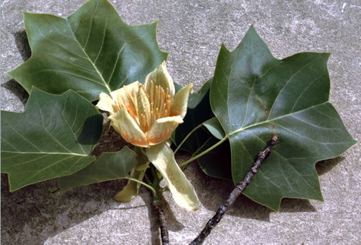 image of Liriodendron tulipifera var. tulipifera, Tulip-tree, Yellow Poplar, Whitewood