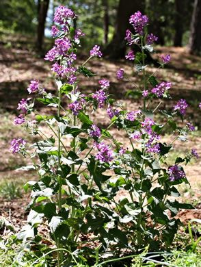 image of Lunaria annua, Money Plant, Annual Honesty, Silver-dollar Plant