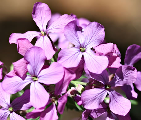 image of Lunaria annua, Money Plant, Annual Honesty, Silver-dollar Plant