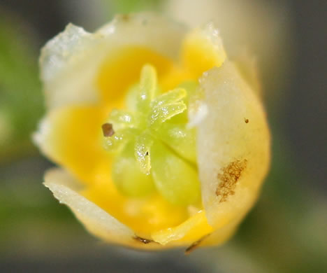 image of Nephroia carolina, Carolina Moonseed, Coralbeads, Carolina Snailseed, Red Moonseed