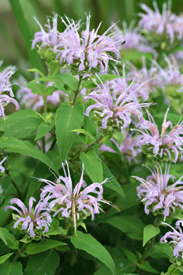 image of Monarda fistulosa +, Wild Bergamot