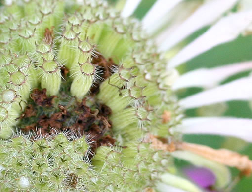 image of Monarda fistulosa +, Wild Bergamot