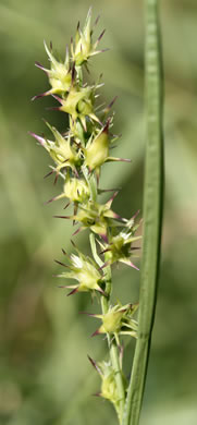 image of Cenchrus spinifex, Coastal Sandspur