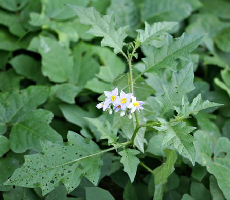 image of Solanum carolinense var. carolinense, Carolina Horsenettle, Ball-nettle