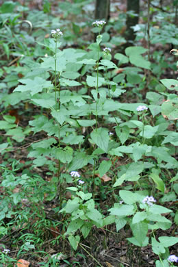 image of Conoclinium coelestinum, Mistflower, Wild Ageratum, Hardy Ageratum