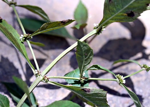 image of Lycopus virginicus, Virginia Bugleweed, Virginia water horehound