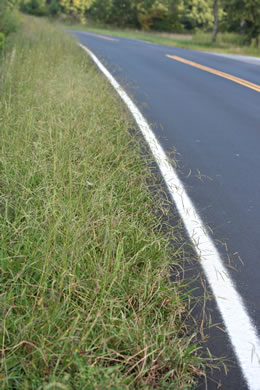 image of Paspalum dilatatum ssp. dilatatum, Dallis-grass