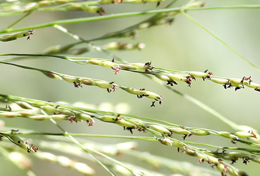 image of Panicum dichotomiflorum var. dichotomiflorum, Fall Panicum, Fall Panicgrass, Spreading Panicgrass