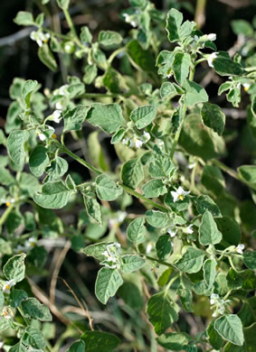 image of Solanum sarrachoides, Hairy Nightshade, Viscid Nightshade