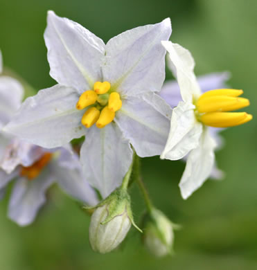 image of Solanum carolinense var. carolinense, Carolina Horsenettle, Ball-nettle