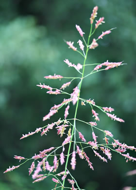 panicle