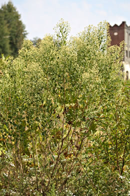 image of Baccharis halimifolia, Silverling, Groundsel-tree, Consumption-weed, Sea-myrtle