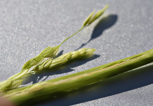 image of Leersia oryzoides, Rice Cutgrass