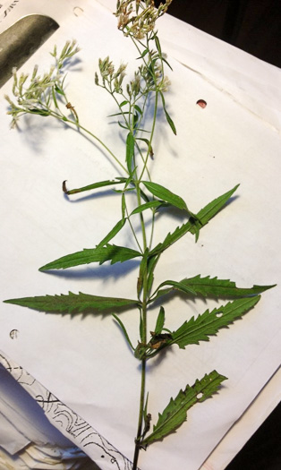 image of Eupatorium saltuense, Pasture Thoroughwort, Pasture Eupatorium, Tall Boneset, Tall Thoroughwort