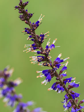 image of Amorpha confusa, Savanna Indigo-bush