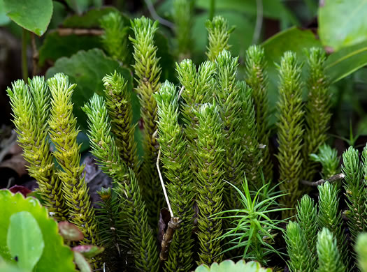 image of Huperzia appressa, Appalachian Firmoss, Appalachian Fir-clubmoss