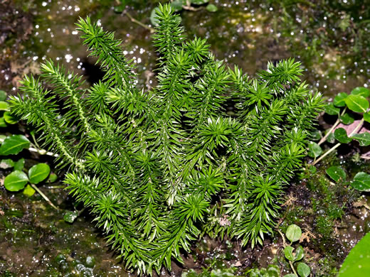 image of Huperzia porophila, Rock Clubmoss, Rock Firmoss