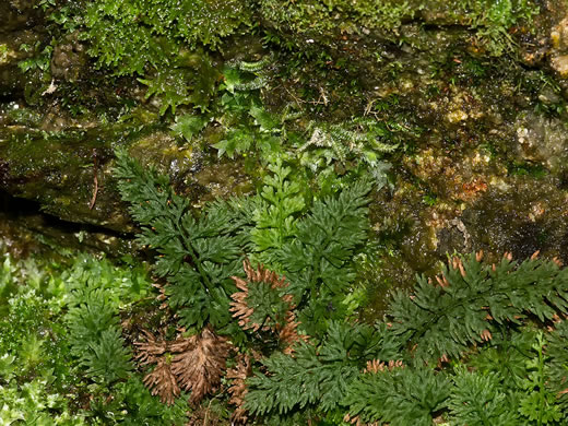 image of Vandenboschia boschiana, Appalachian Filmy-fern, Appalachian Bristle Fern