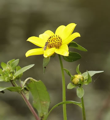 image of Bidens laevis, Showy Bur-marigold, Smooth Beggarticks