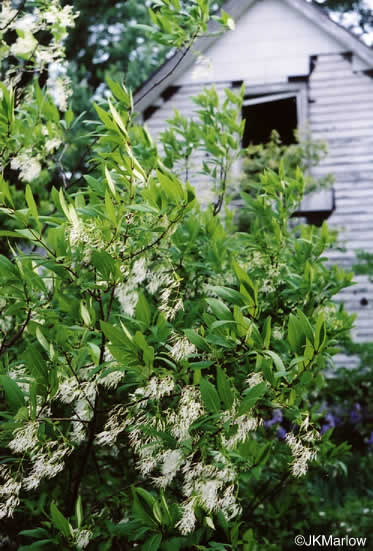 image of Chionanthus virginicus, Fringetree, Grancy Graybeard, Old Man's Beard, Grandsir-graybeard