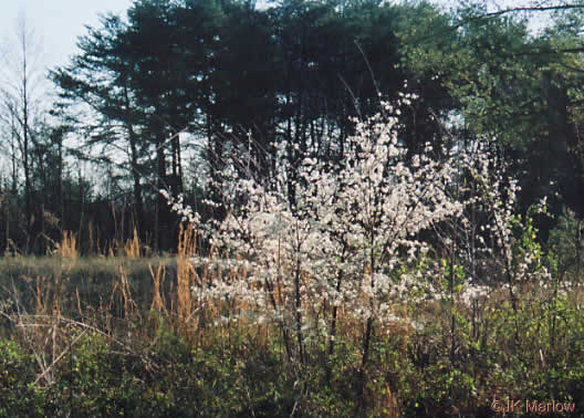 image of Prunus angustifolia, Chickasaw Plum, Sandhill Plum, Florida Sand Plum, Sand Plum