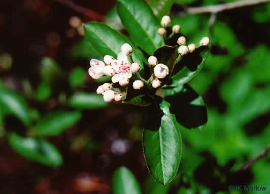 image of Aronia prunifolia, Purple Chokeberry