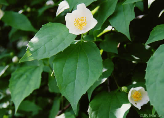 image of Philadelphus inodorus, Appalachian Mock-orange, Scentless Mock-orange