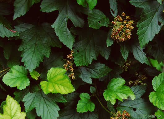 image of Physocarpus opulifolius var. opulifolius, Flowering Ninebark, Eastern Ninebark