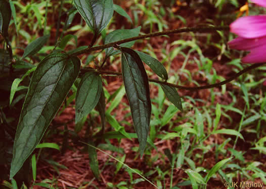 image of Echinacea purpurea, Eastern Purple Coneflower