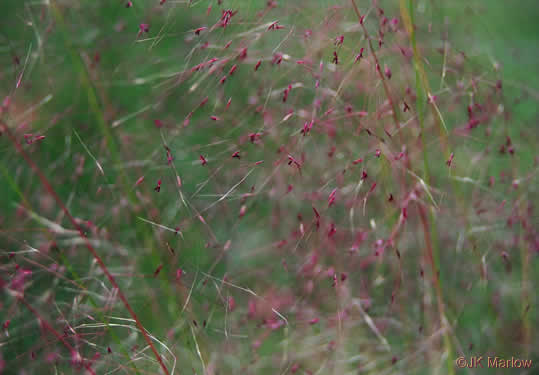 image of Muhlenbergia capillaris, Pink Muhlygrass, Upland Muhly, Hair-awn Muhly, Hairgrass