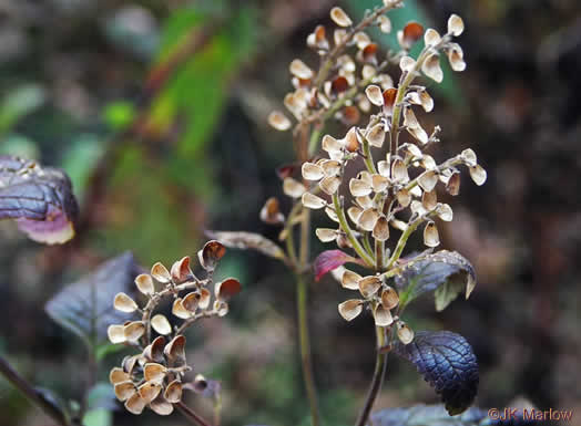 image of Scutellaria incana var. punctata, Hoary Skullcap, Downy Skullcap