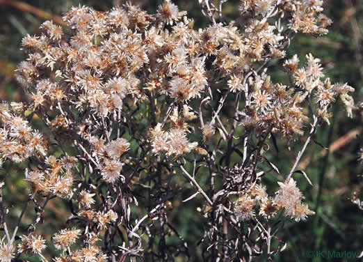 image of Pseudognaphalium obtusifolium, Fragrant Rabbit-tobacco, Eastern Rabbit-tobacco, Sweet Everlasting, Catfoot