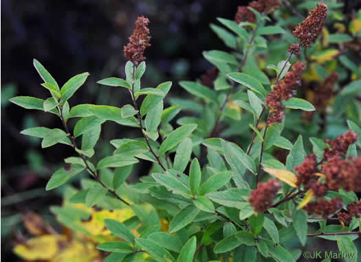 image of Spiraea alba, Narrowleaf Meadowsweet, Pipestem