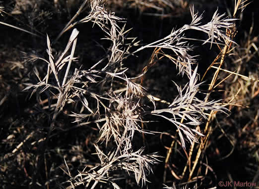 image of Dichanthelium acuminatum var. acuminatum, Woolly Witchgrass, Woolly Rosette Grass, Tapered Rosette Grass