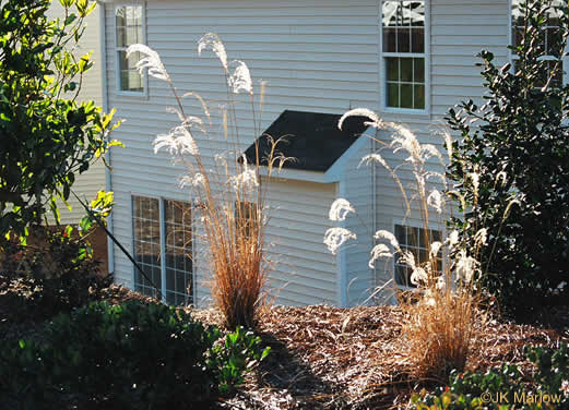 image of Miscanthus sinensis, Chinese Silvergrass, Eulalia