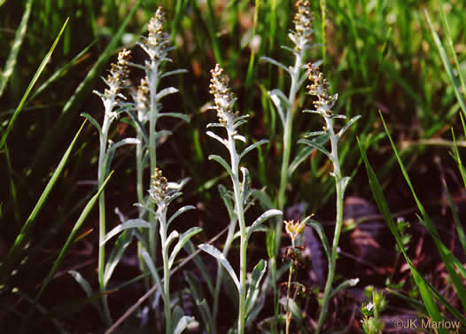 image of Gamochaeta purpurea, Spoonleaf Purple Everlasting, Purple Cudweed