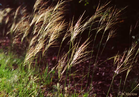 image of Piptochaetium avenaceum, Green Needlegrass, Blackseed Needlegrass, Eastern Needlegrass, Black Oatgrass