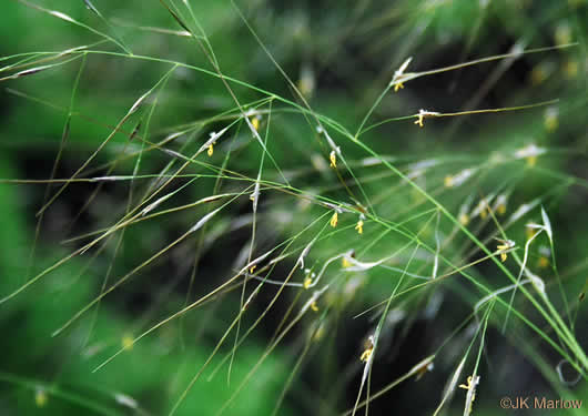 spikelet