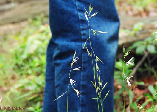 image of Danthonia compressa, Mountain Oatgrass, Flattened Oatgrass, Allegheny Flyback