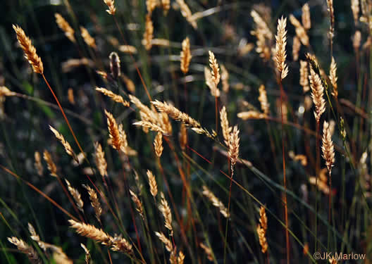 image of Anthoxanthum odoratum, Sweet Vernal Grass