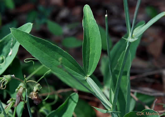 image of Lathyrus latifolius, Everlasting Pea, Perennial Sweet Pea