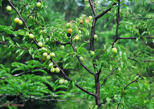 image of Prunus angustifolia, Chickasaw Plum, Sandhill Plum, Florida Sand Plum, Sand Plum