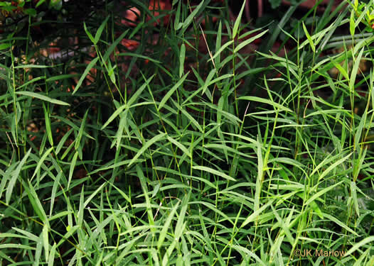 image of Muhlenbergia schreberi, Nimblewill