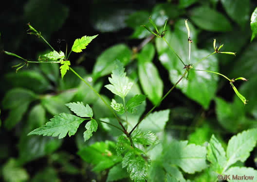 image of Osmorhiza longistylis, Aniseroot, Smooth Sweet Cicely, Longstyle Sweet-cicely