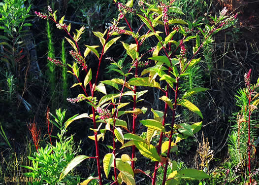 image of Phytolacca americana, Common Pokeweed, Poke